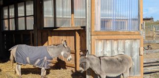 PrimRose Donkey Sanctuary in Roseneath has launched a fundraising campaign to build an "oasis" for Daisy and Sally, two blind miniature donkeys who have bonded with one another. To be built on the newly acquired property across the road from the existing sanctuary, the new shelter will provide the two donkeys with a larger space that's safe for them to roam around on their own, is set up for hydro and water, and will allow vet access. (Photo: Sheila Burns)