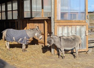 PrimRose Donkey Sanctuary in Roseneath has launched a fundraising campaign to build an "oasis" for Daisy and Sally, two blind miniature donkeys who have bonded with one another. To be built on the newly acquired property across the road from the existing sanctuary, the new shelter will provide the two donkeys with a larger space that's safe for them to roam around on their own, is set up for hydro and water, and will allow vet access. (Photo: Sheila Burns)