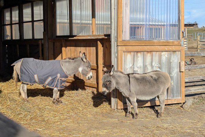 PrimRose Donkey Sanctuary in Roseneath has launched a fundraising campaign to build an "oasis" for Daisy and Sally, two blind miniature donkeys who have bonded with one another. To be built on the newly acquired property across the road from the existing sanctuary, the new shelter will provide the two donkeys with a larger space that's safe for them to roam around on their own, is set up for hydro and water, and will allow vet access. (Photo: Sheila Burns)