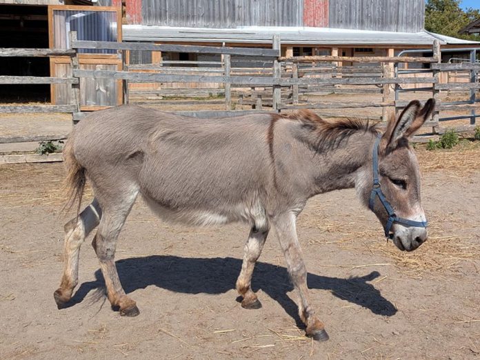 While 24-year-old miniature donkey Daisy at PrimRose Donkey Sanctuary in Roseneath has severe cataracts that have left her totally blind, she navigates her daily life with Sally, another blind miniature donkey with whom she is bonded. Currently, the two donkeys are living in the barn alongside the sanctuary's other donkeys which puts them at risk of walking into other animals or obstacles. (Photo: Sheila Burns)
