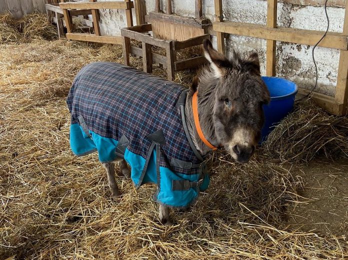 Sally is a 21-year-old blind miniature donkey residing at PrimRose Donkey Sanctuary in Roseneath who has bonded with 24-year-old Daisy, who is also blind. Blind donkeys have unique needs and require an unchanging environment, which is why the sanctuary has launched a campaign to raise funds to build a new "oasis" for Sally and Daisy. (Photo: Sheila Burns)