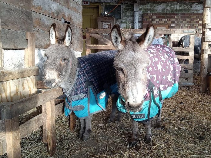 The planned "oasis" for blind miniature donkeys Sally and Daisy at PrimRose Donkey Sanctuary in Roseneath means they will have their own space that is completely separate from the other donkeys at the sanctuary and provides them with a larger space to roam freely as they can't go out in the field with the other donkeys due to safety concerns. (Photo: Sheila Burns)