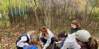 Students in the 2025 cohort of the Kawartha Pine Ridge District School Board's Youth Leadership in Sustainability (YLS) program plant native pawpaw trees in Peterborough's Ecology Park with the help of GreenUP. Applications are now open for the fall 2026 class of the one-semester four-credit program which helps high school students learn about being a leader for sustainability through experiential learning opportunities and field trips led by local community organizations. (Photo courtesy of YLS)