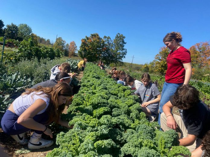 Youth Leadership in Sustainability (YLS) students prepare kale to be ready to harvest on the Trent Research Farm. Project coordinator and teacher Emma Jane Woods says the integrated curriculum program aims to get youth loving the outdoors so they are incentivized to become leaders in protecting the planet. (Photo courtesy of YLS)