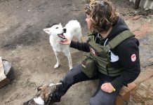‘Blues for Ukraine’ fundraiser aims to help Peterborough native Chloë Black’s humanitarian work in war-ravaged country Peterborough native Chloë Black meets two dogs during a stint with Ukrainian Patriot in early 2023, when she helped deliver humanitarian aid packages to frontline soldiers and civilians in Ukraine. Her volunteer work in Ukraine followed a trip to Romainia in April 2022 when she volunteered with a group building a shelter for 800 animals displaced by the Russian invasion of Ukraine. (Photo courtesy of Chloë Black)