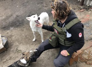 Peterborough native Chloë Black meets two dogs during a stint with Ukrainian Patriot in early 2023, when she helped deliver humanitarian aid packages to frontline soldiers and civilians in Ukraine. Her volunteer work in Ukraine followed a trip to Romainia in April 2022 when she volunteered with a group building a shelter for 800 animals displaced by the Russian invasion of Ukraine. (Photo courtesy of Chloë Black)