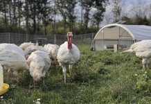 Located in the Township of Otonabee South-Monaghan, Duff Acres is a small-scale family farm that produces poultry, beef, pasture-raised eggs, and more through environmentally sustainable and humane practices. Since its beginnings in 2021, the farm has grown and developed local connections through agricultural and business programming supported by Peterborough County. (Photo courtesy of Duff Acres)