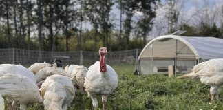 Located in the Township of Otonabee South-Monaghan, Duff Acres is a small-scale family farm that produces poultry, beef, pasture-raised eggs, and more through environmentally sustainable and humane practices. Since its beginnings in 2021, the farm has grown and developed local connections through agricultural and business programming supported by Peterborough County. (Photo courtesy of Duff Acres)