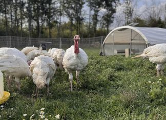 Located in the Township of Otonabee South-Monaghan, Duff Acres is a small-scale family farm that produces poultry, beef, pasture-raised eggs, and more through environmentally sustainable and humane practices. Since its beginnings in 2021, the farm has grown and developed local connections through agricultural and business programming supported by Peterborough County. (Photo courtesy of Duff Acres)