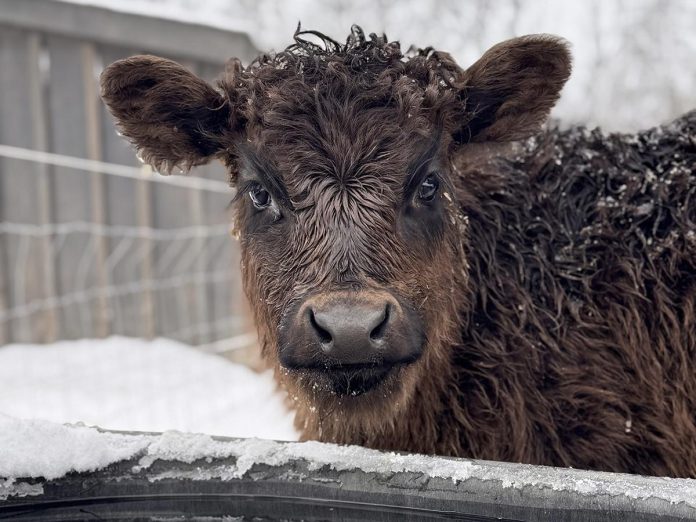 After participating in the 2024 Starter Company Plus program delivered by Community Futures Peterborough through the Business Advisory Centre, funded in part by Peterborough County, Duff Acres transitioned from buying bottle calves to building herds to produce their own beef. When they have the capacity to sell to larger buyers, they will participate in the Kawartha Local Food Wholesale project, supported by Peterborough County, which connects local buyers with local food producers. (Photo courtesy of Duff Acres)