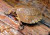 Indy, a rare Sulawesi forest turtle, was hatched at the Riverview Park and Zoo in Peterborough on February 9, 2026. Indy is the fifth of the critically endangered freshwater turtle species to be bred at the zoo. (Photo: Riverview Park and Zoo)