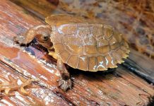 Indy, a rare Sulawesi forest turtle, was hatched at the Riverview Park and Zoo in Peterborough on February 9, 2026. Indy is the fifth of the critically endangered freshwater turtle species to be bred at the zoo. (Photo: Riverview Park and Zoo)