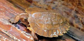 Indy, a rare Sulawesi forest turtle, was hatched at the Riverview Park and Zoo in Peterborough on February 9, 2026. Indy is the fifth of the critically endangered freshwater turtle species to be bred at the zoo. (Photo: Riverview Park and Zoo)