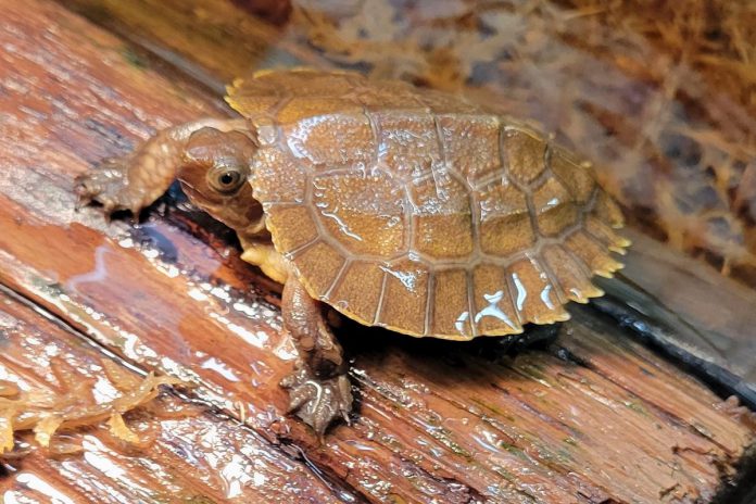 Indy, a rare Sulawesi forest turtle, was hatched at the Riverview Park and Zoo in Peterborough on February 9, 2026. Indy is the fifth of the critically endangered freshwater turtle species to be bred at the zoo. (Photo: Riverview Park and Zoo)