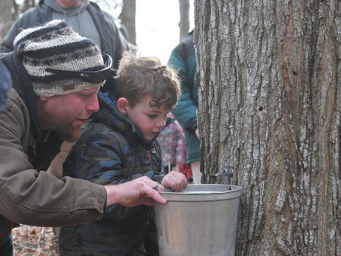 On March 15, 2026, the Sunderland Maple Syrup Festival will officially launch the season with its annual first tapping ceremony at Harlaine Farms in Sunderland, when dignitaries, festival organizers, maple producers, and local residents will gather to witness the tapping of the first maple tree. (Photo: Susan Wright)
