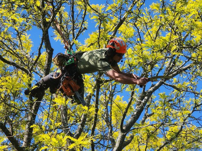 Thornton Tree Solutions founder Matt Thornton recommends having older or potentially unhealthy trees assessed early in the spring before the leaves grow back, and proactive and regular pruning to promote growth and vigour and help the tree better withstand weather-related events. (Photo courtesy of Thornton Tree Solutions)