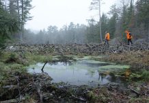 The Land Between is hosting a series of "Talking Circles" across the Kawarthas region in March and April to gain valuable insight and observations around canids, beavers, wetlands, and other topics. Reflecting the desire to include all voices of those working with or living on the land, the traditional Indigenous knowledge-sharing events are being held in Haliburton County, Peterborough County, Hastings County, and Muskoka. (Photo courtesy of The Land Between)