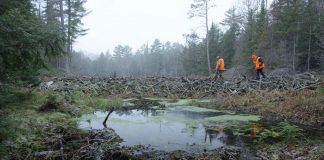 The Land Between is hosting a series of "Talking Circles" across the Kawarthas region in March and April to gain valuable insight and observations around canids, beavers, wetlands, and other topics. Reflecting the desire to include all voices of those working with or living on the land, the traditional Indigenous knowledge-sharing events are being held in Haliburton County, Peterborough County, Hastings County, and Muskoka. (Photo courtesy of The Land Between)