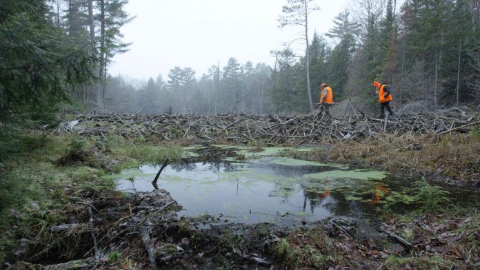 The Land Between is hosting a series of "Talking Circles" across the Kawarthas region in March and April to gain valuable insight and observations around canids, beavers, wetlands, and other topics. Reflecting the desire to include all voices of those working with or living on the land, the traditional Indigenous knowledge-sharing events are being held in Haliburton County, Peterborough County, Hastings County, and Muskoka. (Photo courtesy of The Land Between)