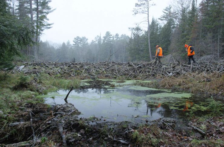 The Land Between invites public to share insights on wolves, beavers, wetlands, and more at spring ‘Talking Circles’ The Land Between is hosting a series of "Talking Circles" across the Kawarthas region in March and April to gain valuable insight and observations around canids, beavers, wetlands, and other topics. Reflecting the desire to include all voices of those working with or living on the land, the traditional Indigenous knowledge-sharing events are being held in Haliburton County, Peterborough County, Hastings County, and Muskoka. (Photo courtesy of The Land Between)
