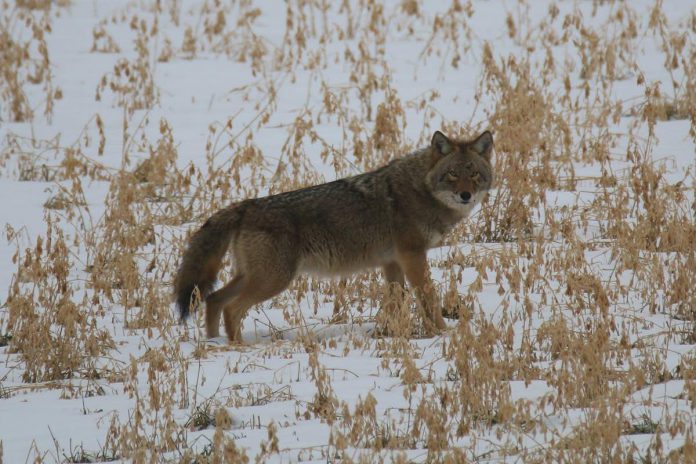 One of the topics that will be discussed during the "Talking Circles" hosted by The Land Between across the Kawarthas region in March and April will be canids (including wolves, coyotes, and coywolves). Believing that those who work on and live close to land are best at observing the changes, The Land Between encourages community members to lend their voices to support broader environmental decision-making and the organization's future projects. (Photo courtesy of The Land Between)