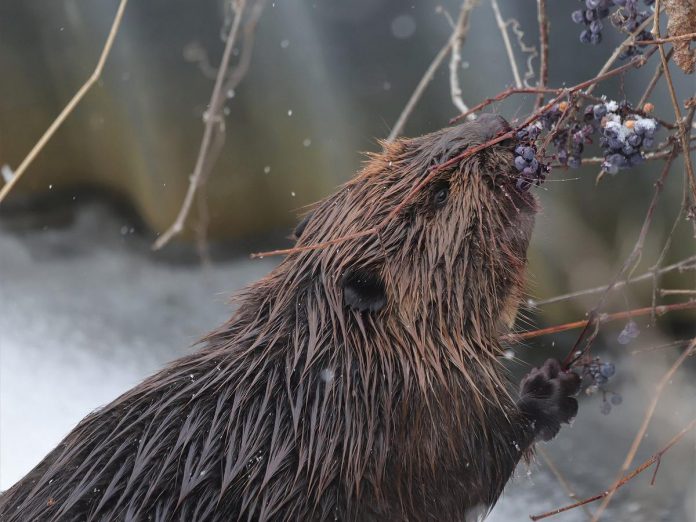 During the "Talking Circles" hosted by The Land Between in Haliburton County on March 26, 2026, Peterborough County on April 9, 2026, and Hastings County on April 23, 2026, there will be an informal open house of poster boards where visitors can learn about some of the key topics and the work being done by the organization. (Photo courtesy of The Land Between)