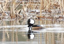 Spring is a great time to take up birding according to Peterborough Field Naturalists The hooded merganser, a fish-eating duck that overwinters in the U.S., is one of the species you will see and hear this spring as migratory birds return to the Kawarthas region. According to Peterborough Field Naturalists president Sue Paradisis, the spring migration period is one of the best times of year for birders as many waterfowl species congregate in the area while they wait for northern lakes to thaw so they can return to their breeding grounds. You can join the Peterborough Field Naturalists for the "Return of the Birds to Little Lake" community event on March 28 and 29, 2026 at Beavermead Park and Rogers Cove on the shores of Little Lake in Peterborough. (Photo courtesy of Peterborough Field Naturalists)
