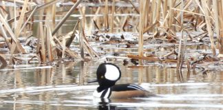 Spring is a great time to take up birding according to Peterborough Field Naturalists The hooded merganser, a fish-eating duck that overwinters in the U.S., is one of the species you will see and hear this spring as migratory birds return to the Kawarthas region. According to Peterborough Field Naturalists president Sue Paradisis, the spring migration period is one of the best times of year for birders as many waterfowl species congregate in the area while they wait for northern lakes to thaw so they can return to their breeding grounds. You can join the Peterborough Field Naturalists for the "Return of the Birds to Little Lake" community event on March 28 and 29, 2026 at Beavermead Park and Rogers Cove on the shores of Little Lake in Peterborough. (Photo courtesy of Peterborough Field Naturalists)