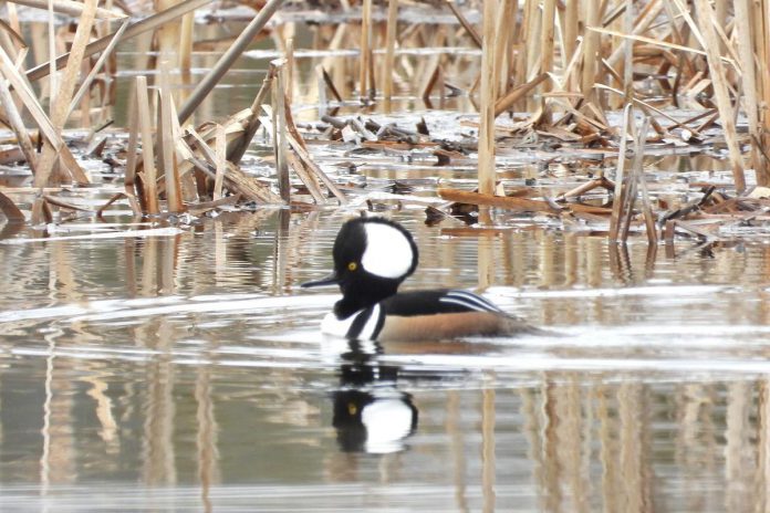 The hooded merganser, a fish-eating duck that overwinters in the U.S., is one of the species you will see and hear this spring as migratory birds return to the Kawarthas region. According to Peterborough Field Naturalists president Sue Paradisis, the spring migration period is one of the best times of year for birders as many waterfowl species congregate in the area while they wait for northern lakes to thaw so they can return to their breeding grounds. You can join the Peterborough Field Naturalists for the "Return of the Birds to Little Lake" community event on March 28 and 29, 2026 at Beavermead Park and Rogers Cove on the shores of Little Lake in Peterborough. (Photo courtesy of Peterborough Field Naturalists) The hooded merganser, a fish-eating duck that overwinters in the U.S., is one of the species you will see and hear this spring as migratory birds return to the Kawarthas region. According to Peterborough Field Naturalists president Sue Paradisis, the spring migration period is one of the best times of year for birders as many waterfowl species congregate in the area while they wait for northern lakes to thaw so they can return to their breeding grounds. You can join the Peterborough Field Naturalists for the "Return of the Birds to Little Lake" community event on March 28 and 29, 2026 at Beavermead Park and Rogers Cove on the shores of Little Lake in Peterborough. (Photo courtesy of Peterborough Field Naturalists)