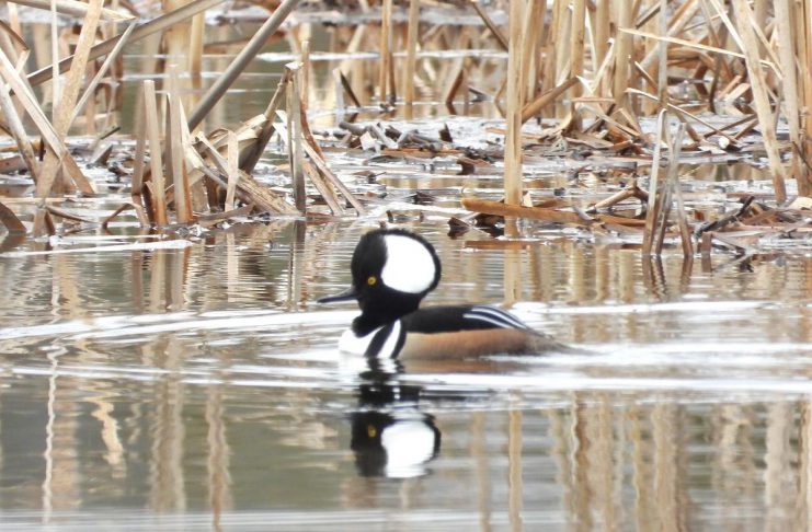 Spring is a great time to take up birding according to Peterborough Field Naturalists The hooded merganser, a fish-eating duck that overwinters in the U.S., is one of the species you will see and hear this spring as migratory birds return to the Kawarthas region. According to Peterborough Field Naturalists president Sue Paradisis, the spring migration period is one of the best times of year for birders as many waterfowl species congregate in the area while they wait for northern lakes to thaw so they can return to their breeding grounds. You can join the Peterborough Field Naturalists for the "Return of the Birds to Little Lake" community event on March 28 and 29, 2026 at Beavermead Park and Rogers Cove on the shores of Little Lake in Peterborough. (Photo courtesy of Peterborough Field Naturalists)