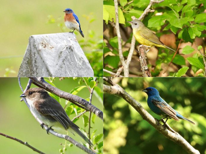 To make your backyard more inviting for migratory songbirds like (left to right, top and bottom) the eastern bluebird, mourning warbler, eastern phoebe, and indigo bunting, Peterborough Field Naturalists presidents Sue Paradisis suggests adding trees and shrubs in addition to feeders, bird baths, and birdhouses to provide them with lots of shelter, food, and water. (Photos courtesy of Peterborough Field Naturalists)