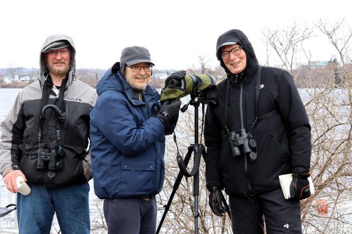 On March 28 and 29, 2026, the Peterborough Field Naturalists are hosting the "Return of the Birds to Little Lake" community event on the shores of Little Lake. From 11 a.m. to 3 p.m., experienced birders will be at The Canadian Canoe Museum docks near Beavermead Park and the Mark Street wharf in Rogers Cove with their scopes and binoculars to help participants find and identify the migrating waterfowl that are only in the lake for a short period before they continue on their journey north to their breeding grounds. (Photo courtesy of Peterborough Field Naturalists)