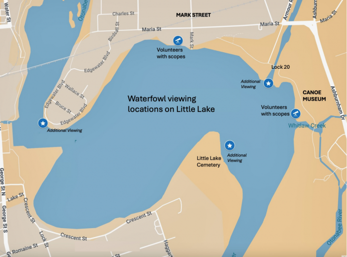Waterfowl viewing locations on Little Lake for the Peterborough Field Naturalists' "Return of the Birds to Little Lake" community event on March 28 and 29, 2026. (Map courtesy of Peterborough Field Naturalists)