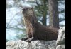 Splish, a North American river otter at the Riverview Park and Zoo in Peterborough, has passed away from natural causes at the age of 19. (Photo: Riverview Park and Zoo)