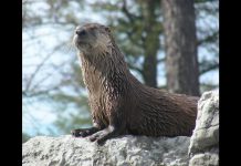 Splish, a North American river otter at the Riverview Park and Zoo in Peterborough, has passed away from natural causes at the age of 19. (Photo: Riverview Park and Zoo)