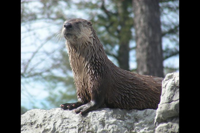 Splish, a North American river otter at the Riverview Park and Zoo in Peterborough, has passed away from natural causes at the age of 19. (Photo: Riverview Park and Zoo)