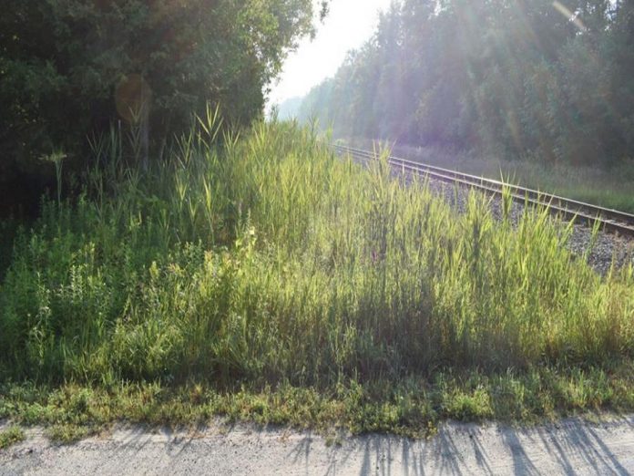 Southeast view of the CPKC Hunt Road grade crossing in the Township of Cramahe where a 69-year-old Frankford man was killed on July 14, 2025 after his pickup truck was struck by a westbound Canadian Pacific Kansas City freight train. The photo, from a position approximating that of a driver of a southbound vehicle, was taken on July 16, 2025 in environmental conditions similar to those at the time of the collision. (Photo: Transportation Safety Board of Canada)
