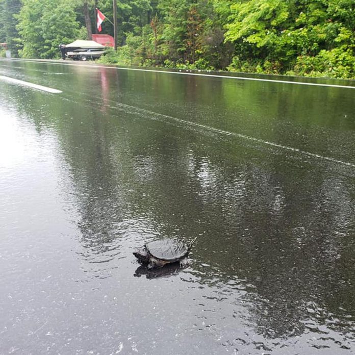 Turtles cross roadways to find new habitat, relocate to larger bodies of water, and scour the land for locations to lay eggs. Preventing turtle road mortality is essential in increasing populations as it can take 60 years for a single turtle to replace itself in the wild. (Photo courtesy of The Land Between)