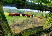 Located just north of Keene in the Township of Otonabee South Monaghan, Harley Farms is a busy family farm that produces humanely and sustainably raised beef, pork, lamb, chicken, and eggs. To help reach local consumers and wholesale food buyers, the farm is participating in the Kawartha Choice FarmFresh and Kawartha Local Food Wholesale programs delivered in part by Peterborough County. (Photo courtesy of Harley Farms)