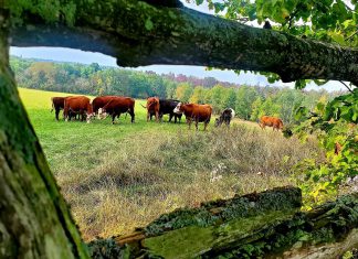 Located just north of Keene in the Township of Otonabee South Monaghan, Harley Farms is a busy family farm that produces humanely and sustainably raised beef, pork, lamb, chicken, and eggs. To help reach local consumers and wholesale food buyers, the farm is participating in the Kawartha Choice FarmFresh and Kawartha Local Food Wholesale programs delivered in part by Peterborough County. (Photo courtesy of Harley Farms)