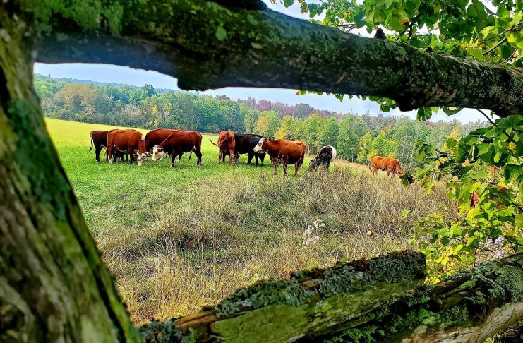 Located just north of Keene in the Township of Otonabee South Monaghan, Harley Farms is a busy family farm that produces humanely and sustainably raised beef, pork, lamb, chicken, and eggs. To help reach local consumers and wholesale food buyers, the farm is participating in the Kawartha Choice FarmFresh and Kawartha Local Food Wholesale programs delivered in part by Peterborough County. (Photo courtesy of Harley Farms)