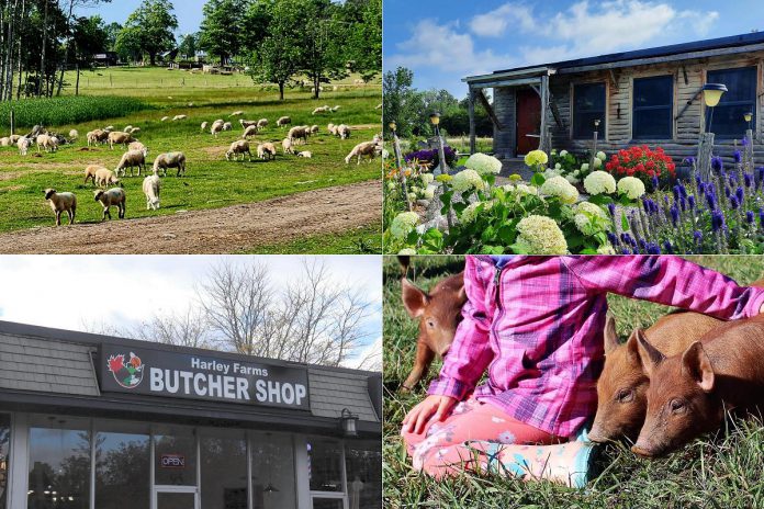 Along with humanely and sustainably raising cattle, pigs, sheep, and chickens, Harley Farms in the Township of Otonabee South Monaghan operates an online shop, an onsite farm stand, and a butcher shop in Peterborough's East City, while offering agri-tourism experiences on the farm located just north of Keene. (Photos courtesy of Harley Farms)