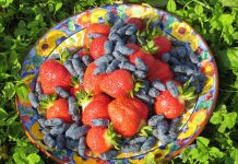 The Local Advantage with Peterborough County: Millbrook Orchards is one of only a few Ontario farms specializing in organic haskaps Millbrook Orchards is an organic family farm in Cavan Monaghan Township specializing in certified organic haskaps, which produce a fruit described as a sweet and tangy blend of blueberries and raspberries. The farm also grows strawberries and other fruits and vegetables which it sells through an on-site market and at the Millbrook Farmers' Market. By getting involved in the Kawartha Local Food Wholesale program supported by Peterborough County, Millbrook Orchards will strengthen their connection with wholesale buyers of their products. (Photo courtesy of Millbrook Orchards)