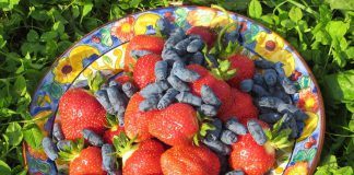 Millbrook Orchards is an organic family farm in Cavan Monaghan Township specializing in certified organic haskaps, which produce a fruit described as a sweet and tangy blend of blueberries and raspberries. The farm also grows strawberries and other fruits and vegetables which it sells through an on-site market and at the Millbrook Farmers' Market. By getting involved in the Kawartha Local Food Wholesale program supported by Peterborough County, Millbrook Orchards will strengthen their connection with wholesale buyers of their products. (Photo courtesy of Millbrook Orchards)