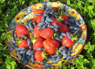 Millbrook Orchards is an organic family farm in Cavan Monaghan Township specializing in certified organic haskaps, which produce a fruit described as a sweet and tangy blend of blueberries and raspberries. The farm also grows strawberries and other fruits and vegetables which it sells through an on-site market and at the Millbrook Farmers' Market. By getting involved in the Kawartha Local Food Wholesale program supported by Peterborough County, Millbrook Orchards will strengthen their connection with wholesale buyers of their products. (Photo courtesy of Millbrook Orchards)