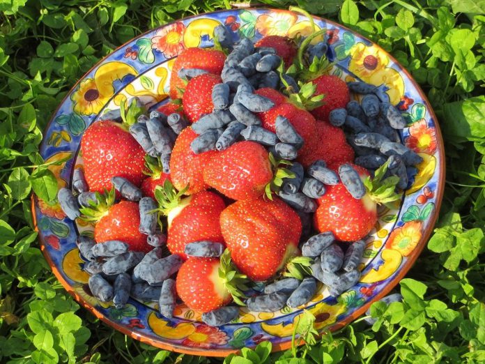 Millbrook Orchards is an organic family farm in Cavan Monaghan Township specializing in certified organic haskaps, which produce a fruit described as a sweet and tangy blend of blueberries and raspberries. The farm also grows strawberries and other fruits and vegetables which it sells through an on-site market and at the Millbrook Farmers' Market. By getting involved in the Kawartha Local Food Wholesale program supported by Peterborough County, Millbrook Orchards will strengthen their connection with wholesale buyers of their products. (Photo courtesy of Millbrook Orchards)