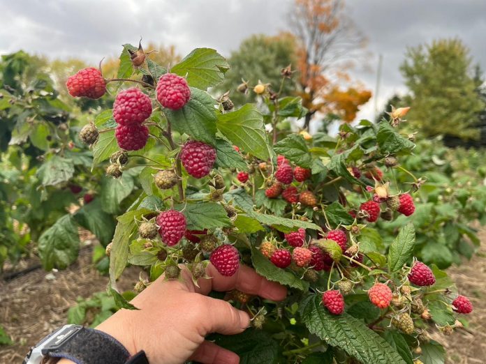 In 2025, Millbrook Orchards began offering agritourism experiences by inviting visitors to the farm to pick their own haskaps and raspberries. This year, the farm will also offer opportunities for visitors to pick sunflowers and trellis produce including beans, peas, squash, and tomatoes. (Photo courtesy of Millbrook Orchards)