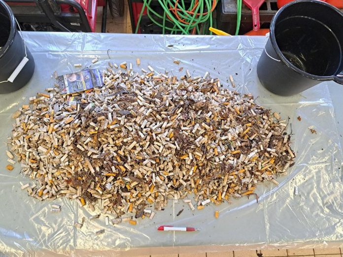 On April 26, 2025, volunteers collected 9,182 cigarette butts from the Cobourg waterfront, bringing the town's four-year total to 125,814. Community members are invited to join Cobourg mayor Lucas Cleveland for the 2026 annual event on Sunday, April 19, kicking off Northumberland County's 16th annual Mayors' Keep the County Clean Challenge. (Photo: Town of Cobourg)