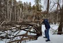 Standing in his yard backing onto a forest, Peterborough resident Lyn Jones assesses his property for fire risk. Climate events such as last spring's ice storm and summer drought have resulted in properties being littered with branches, brush, and other debris. These can create "fuel ladders," a pathway for wildfires to climb from the ground into the forest canopy. (Photo: Jackie Donaldson / GreenUP)