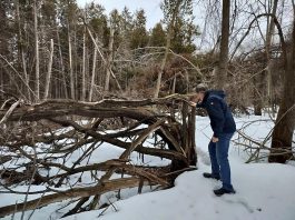 Standing in his yard backing onto a forest, Peterborough resident Lyn Jones assesses his property for fire risk. Climate events such as last spring's ice storm and summer drought have resulted in properties being littered with branches, brush, and other debris. These can create "fuel ladders," a pathway for wildfires to climb from the ground into the forest canopy. (Photo: Jackie Donaldson / GreenUP)